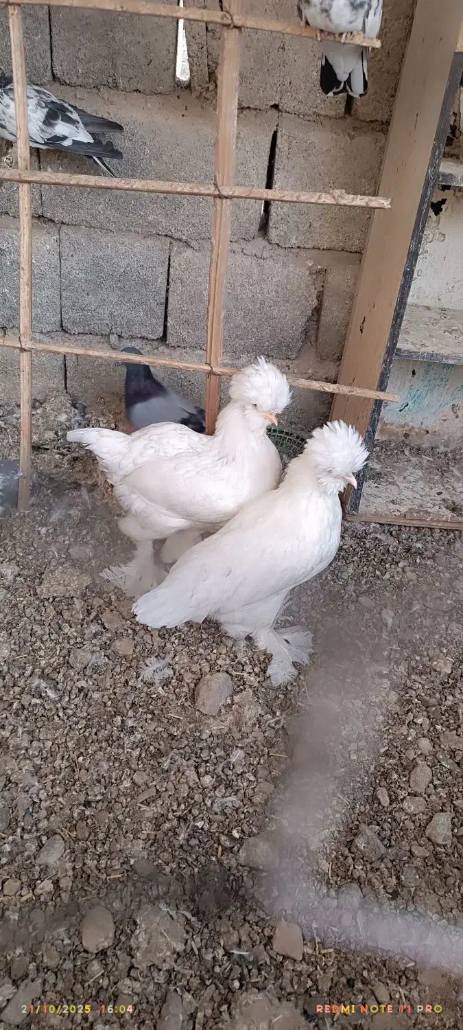 دو عدد مرغ سلطان|حیوانات مزرعه|حاجی آباد, |دیوار