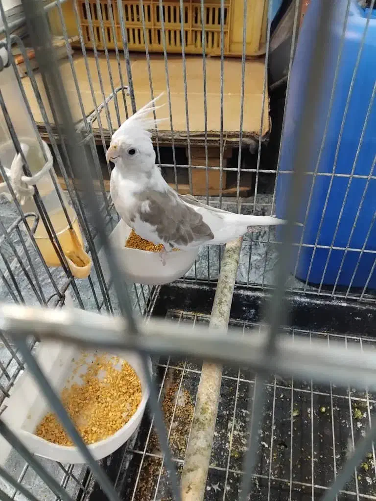 ماده آلبینو دوکت|پرنده|رشت, توشیبا|دیوار