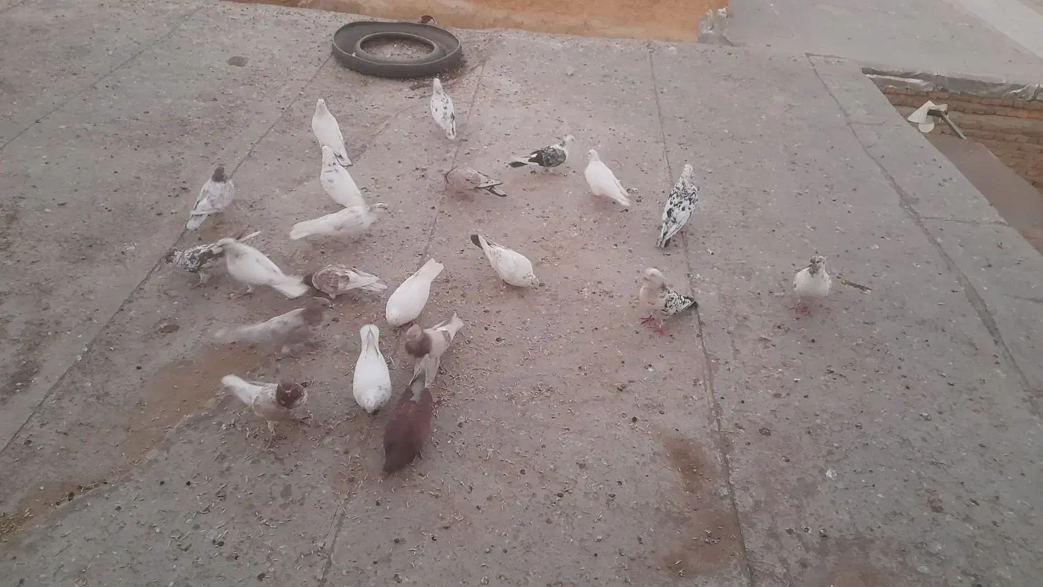 حدودآ۲۰عددکبوتر بفروش میرسد|پرنده|کوراییم, |دیوار