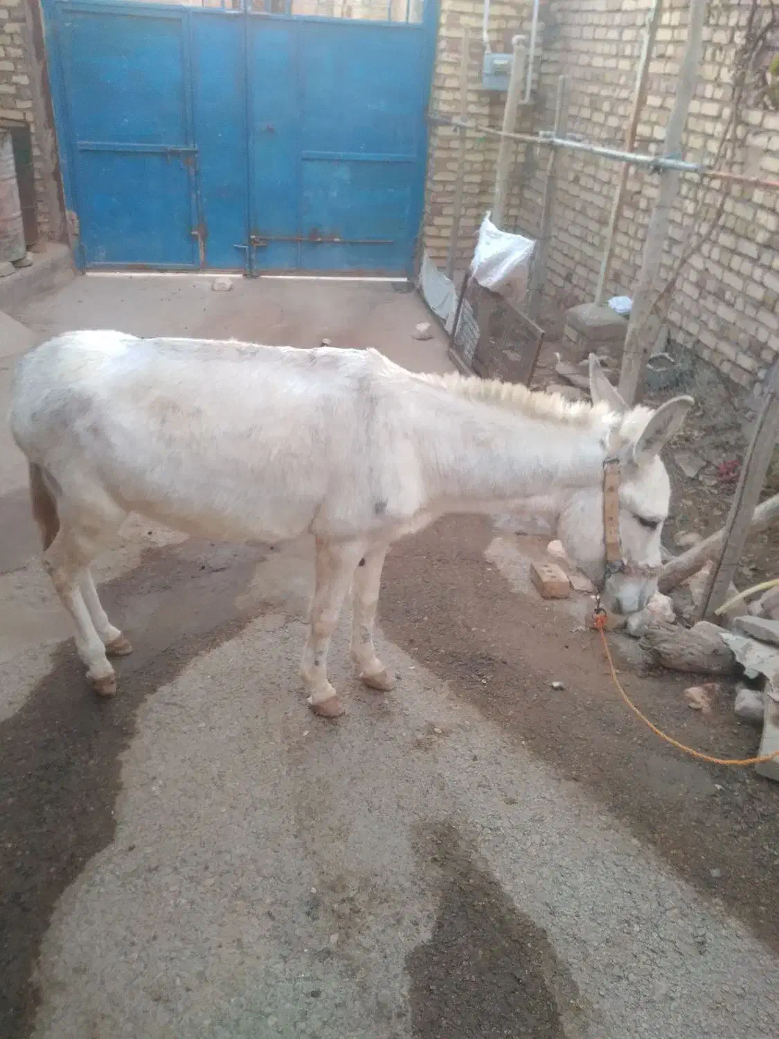 ماده خرجوان|حیوانات مزرعه|قیدار, |دیوار