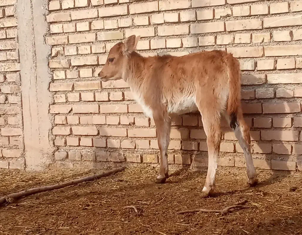 گاو یاگوساله|حیوانات مزرعه|کرخه, |دیوار