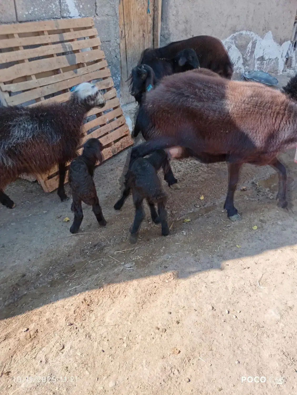 میش هترو دوقل|حیوانات مزرعه|ماهنشان, |دیوار