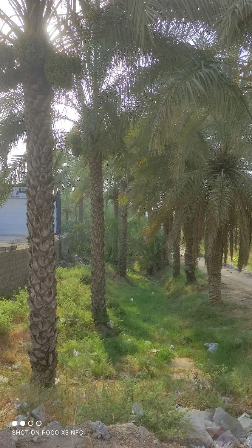 قطع نخل و انواع درختان به صورت توافقی|خدمات باغبانی و درختکاری|آبپخش, |دیوار