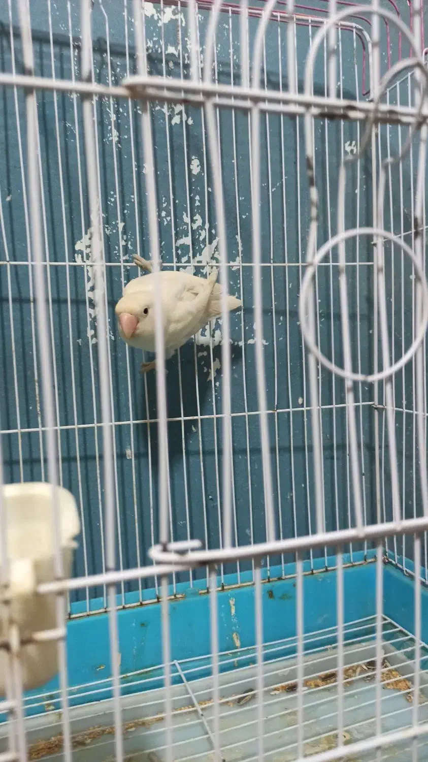 پرنده|پرنده|اهواز, معین زاده|دیوار