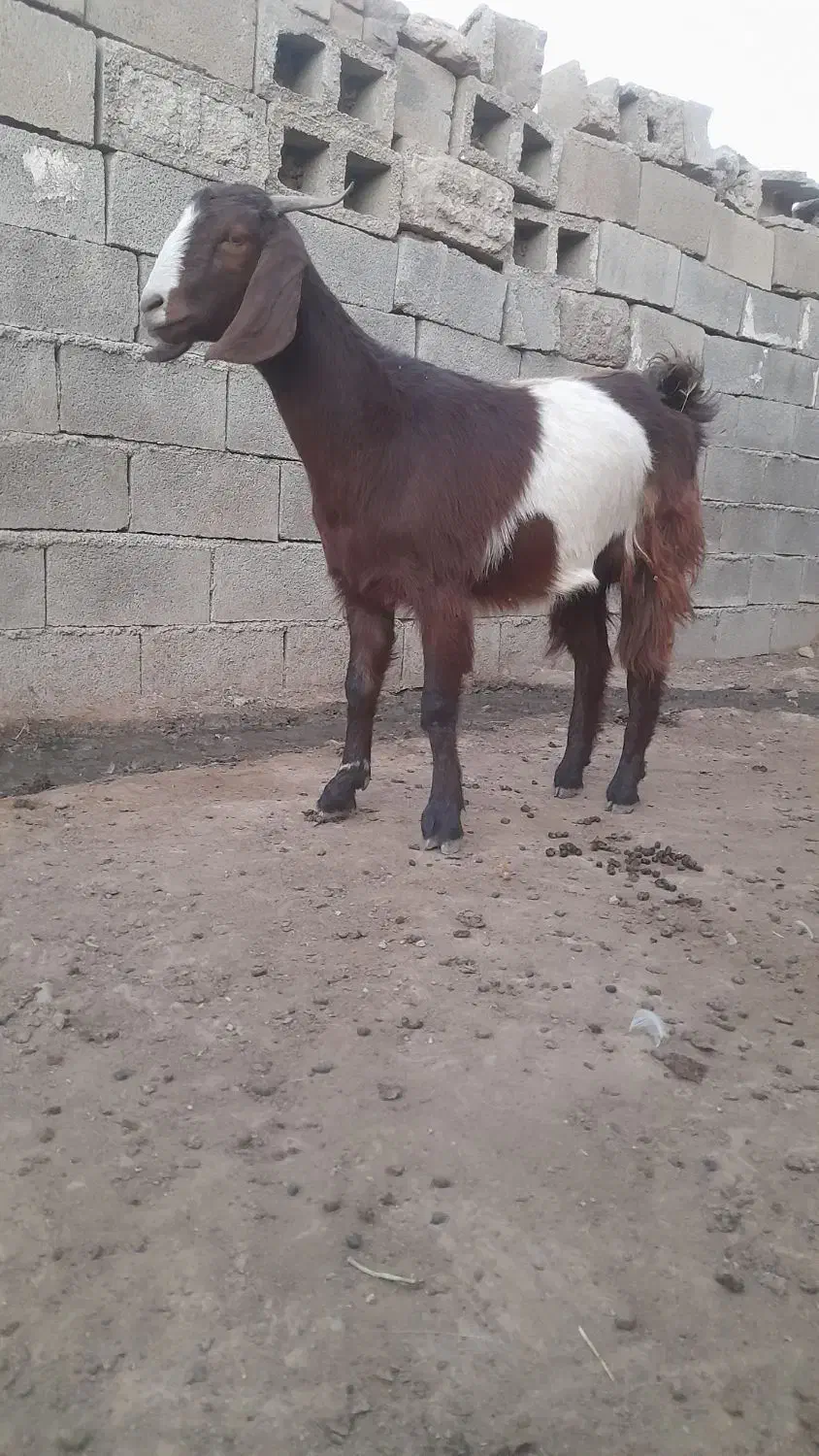 بزغاله ماده دورگه|حیوانات مزرعه|بیستون, |دیوار