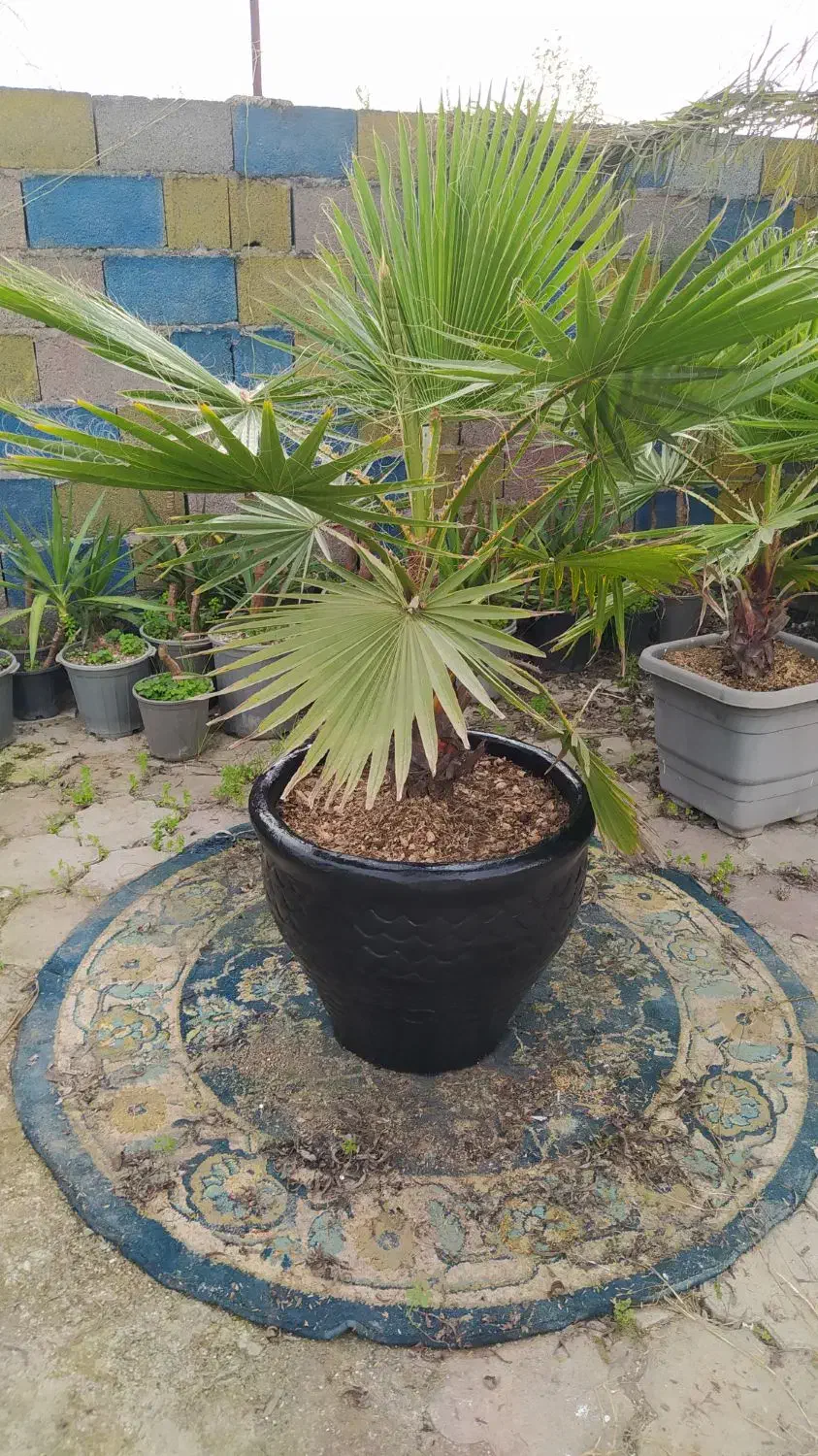 گل و گلدان|گل و گیاه طبیعی|رشت, شهرک احمد خمینی|دیوار