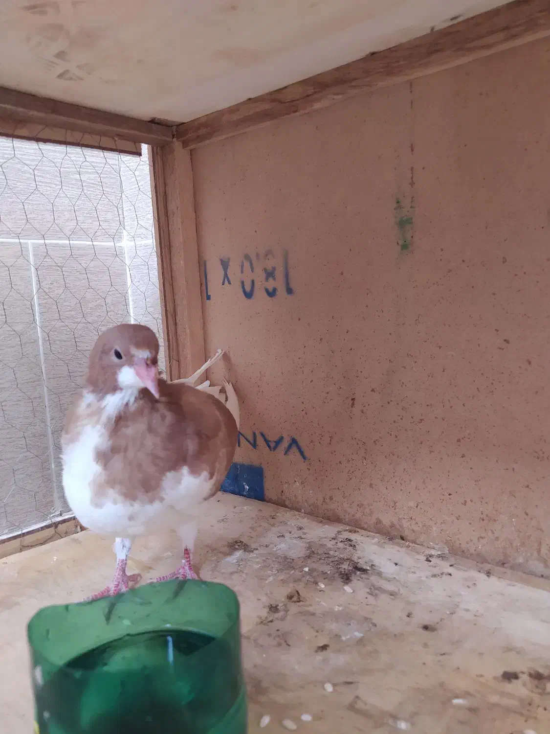 جوجه چپ زرد|پرنده|خرمدشت, |دیوار