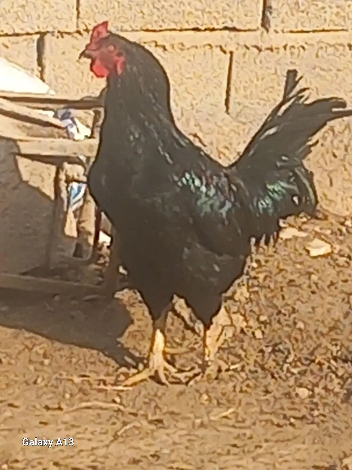 خروس|پرنده|ایلخچی, |دیوار