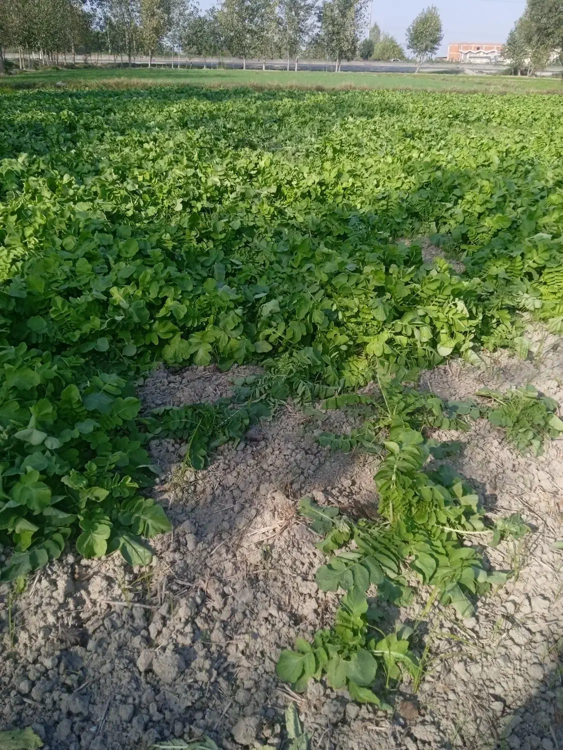 طرب سفید قرمز|خوردنی و آشامیدنی|بندر گز, |دیوار