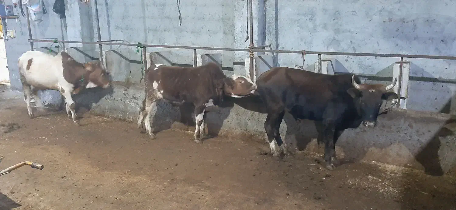 گاو نر پرواری|حیوانات مزرعه|نوشهر, |دیوار