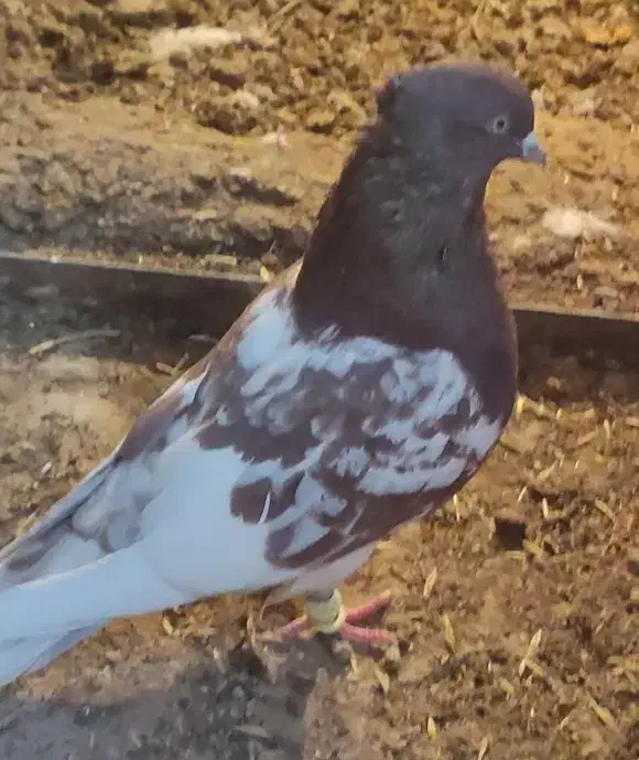 کفتر جفت کله سرخ|پرنده|مرودشت, پشت سایپا‎|دیوار