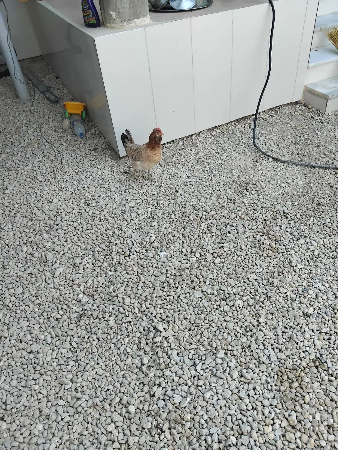 فروش مرغ و خروس محلی|حیوانات مزرعه|بندر دیر, |دیوار