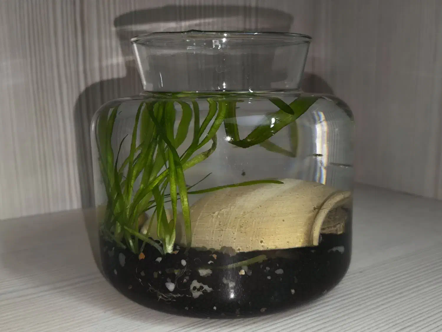 تنگ با ماهی و گیاه|ماهی|اصفهان, همدانیان|دیوار