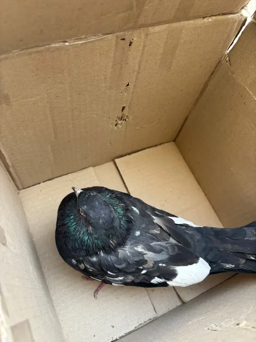 فروش کفتر|پرنده|شیروان (خراسان), |دیوار