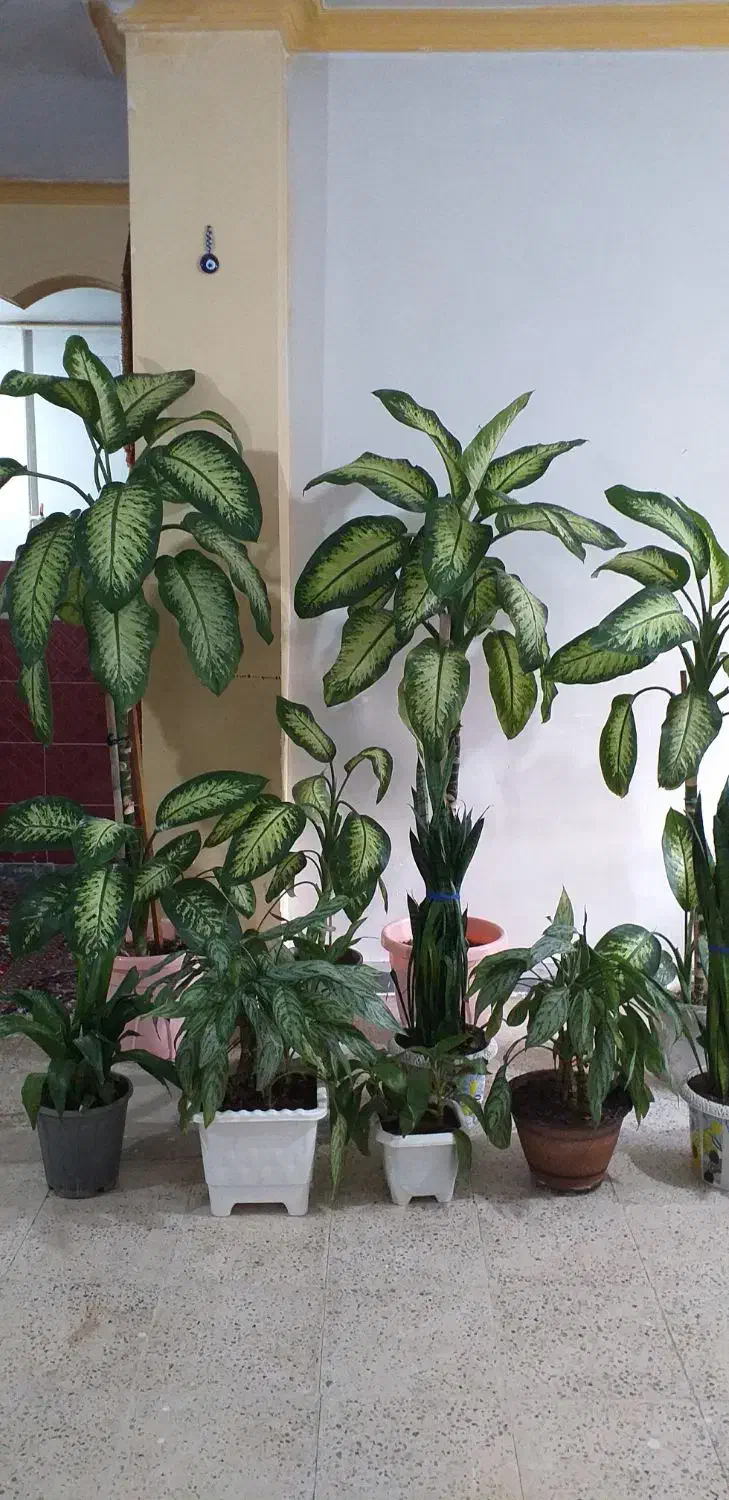 گل های فروش|گل و گیاه طبیعی|چرداول, |دیوار