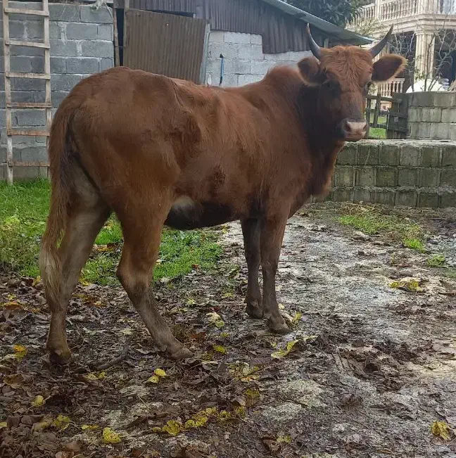 لیشه ۷ماه آبستن ( گاو گوساله تلیسه ورزا کوله )|حیوانات مزرعه|تالش, هشتپر|دیوار