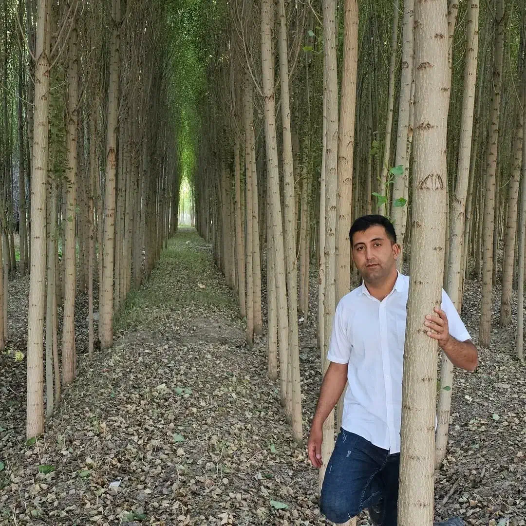 نهال صنوبر و میوه ۲ ساله تا ۶ ساله|خدمات باغبانی و درختکاری|میاندوآب, |دیوار