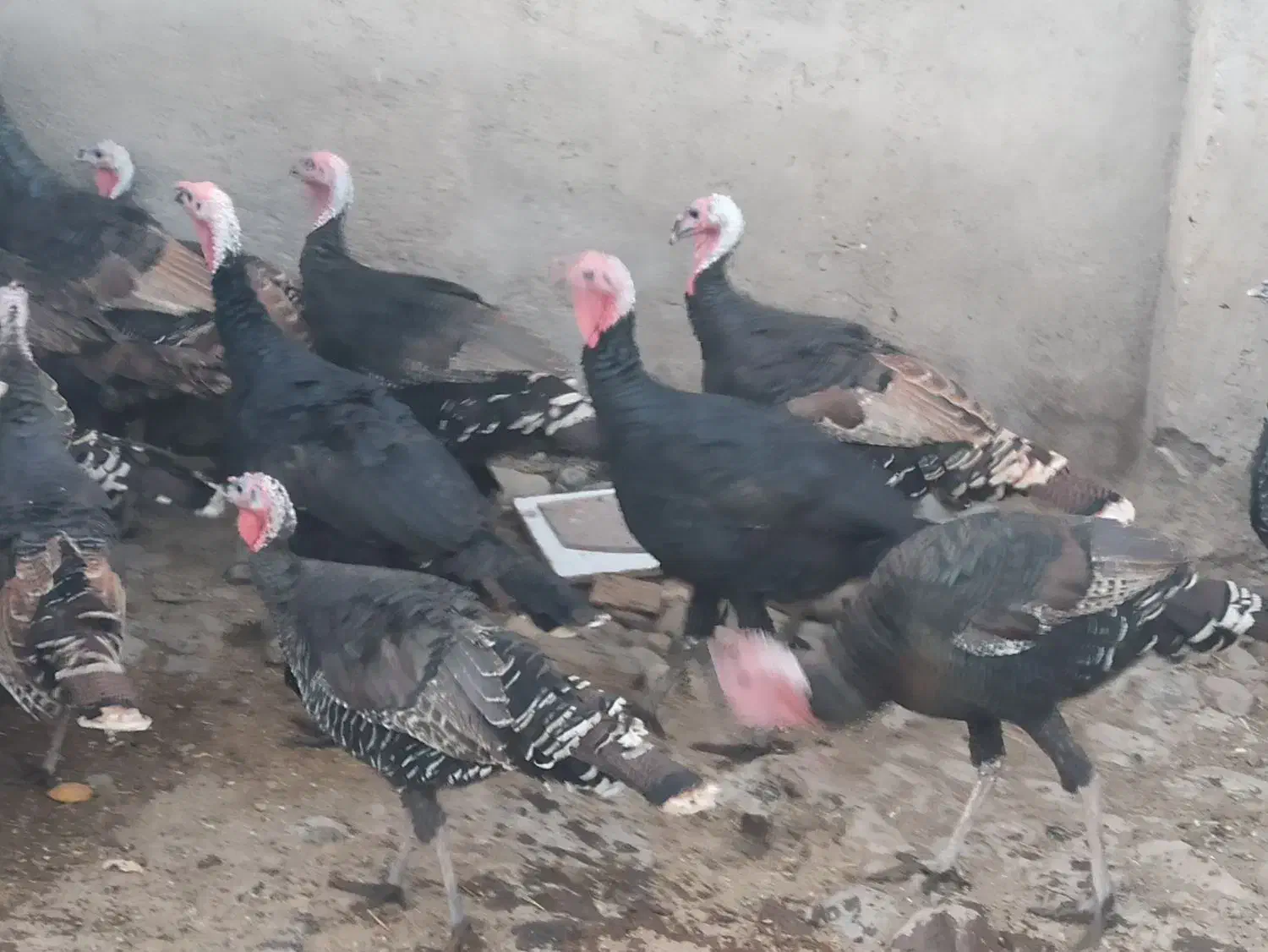 بوقلمون|حیوانات مزرعه|میانه, |دیوار