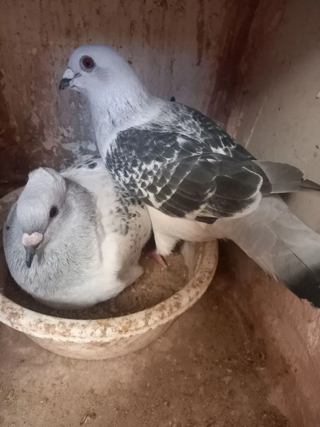 کفتر|پرنده|اسفراین, |دیوار