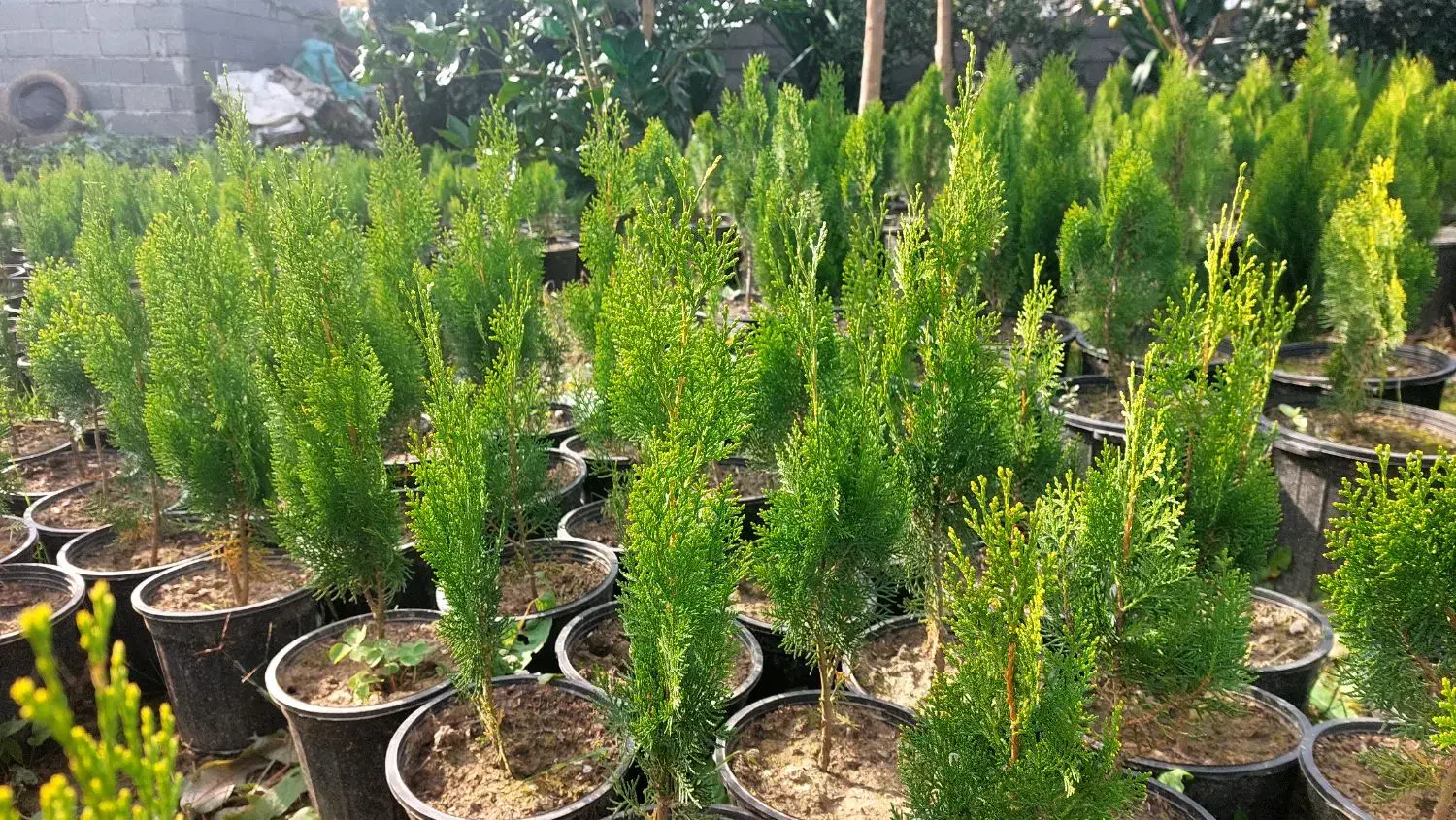 کاج کامیس نوکدار فشرده|فعالیت داوطلبانه|کلاچای, |دیوار