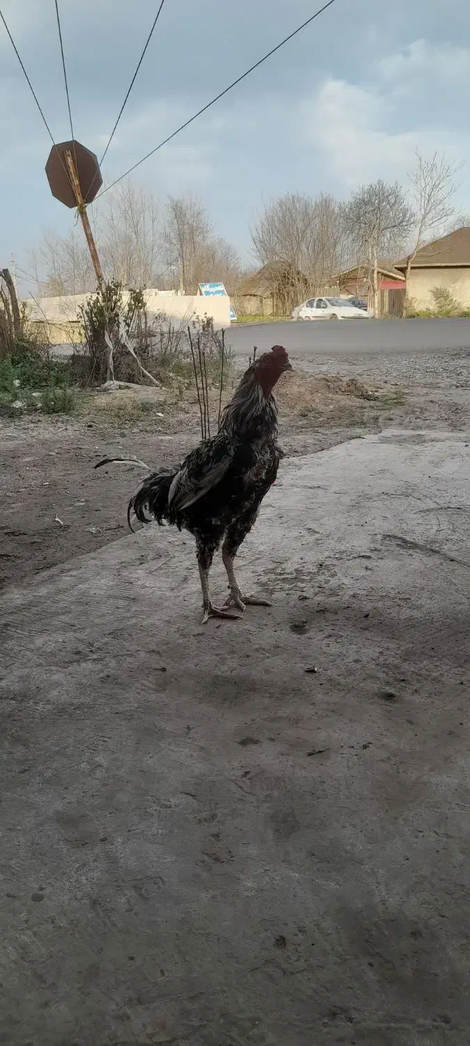 خروس لاری|حیوانات مزرعه|رشت, بازار|دیوار