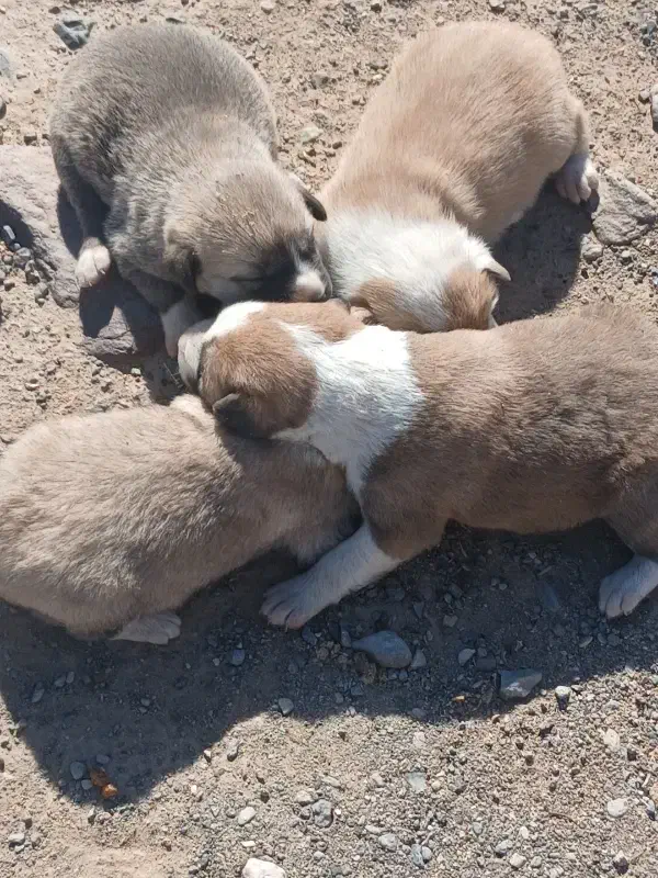 سگ فروشی|سگ|سربیشه, |دیوار