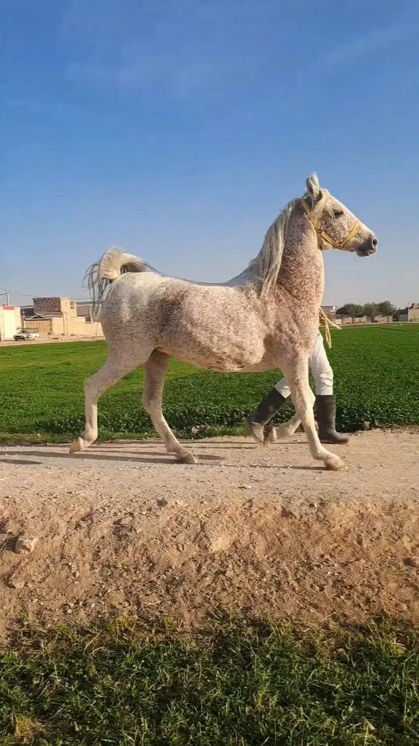 مادیان فروشی|اسب و تجهیزات اسبسواری|لنجان, |دیوار