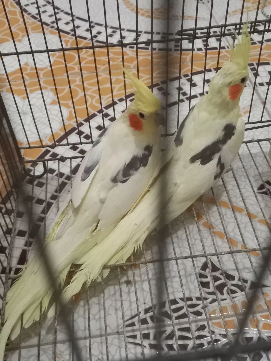 عروس هلندی دوکت|پرنده|عسلویه, |دیوار