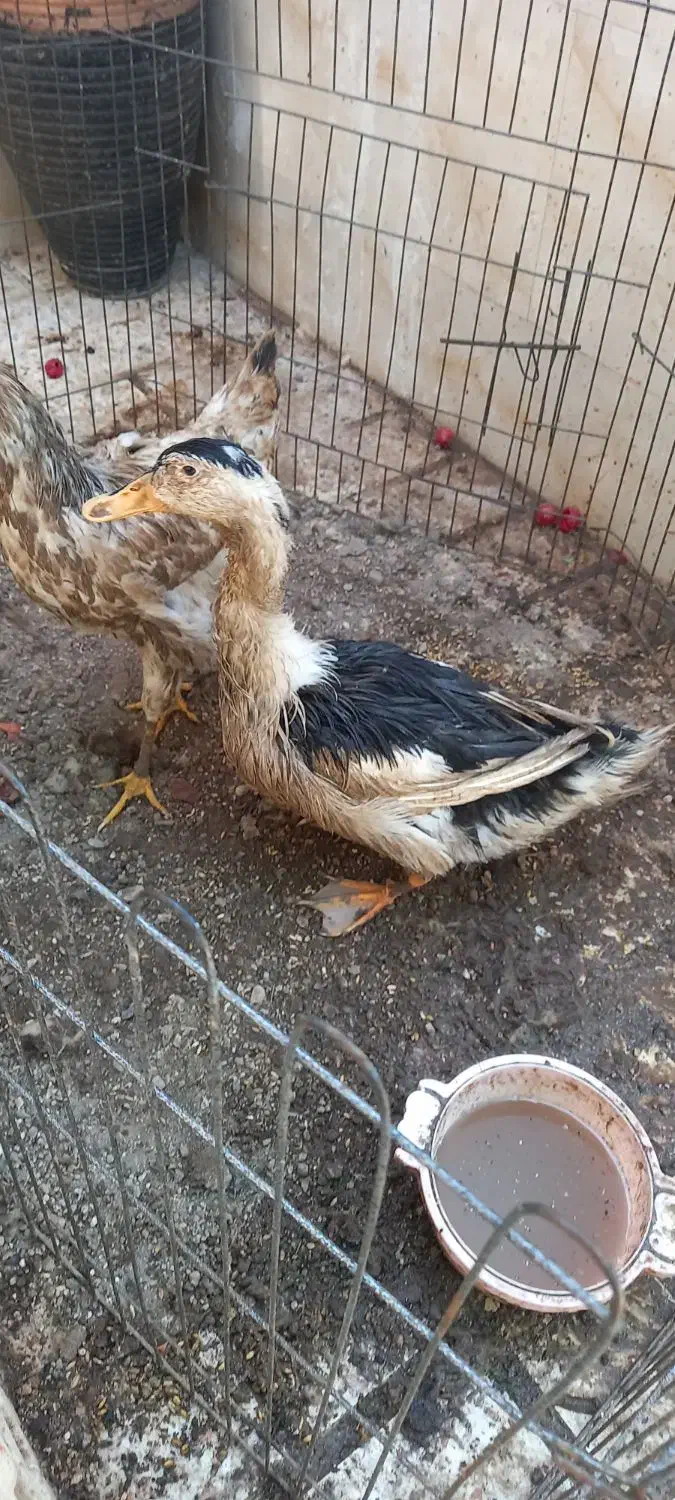 اردک|حیوانات مزرعه|خاوران, |دیوار