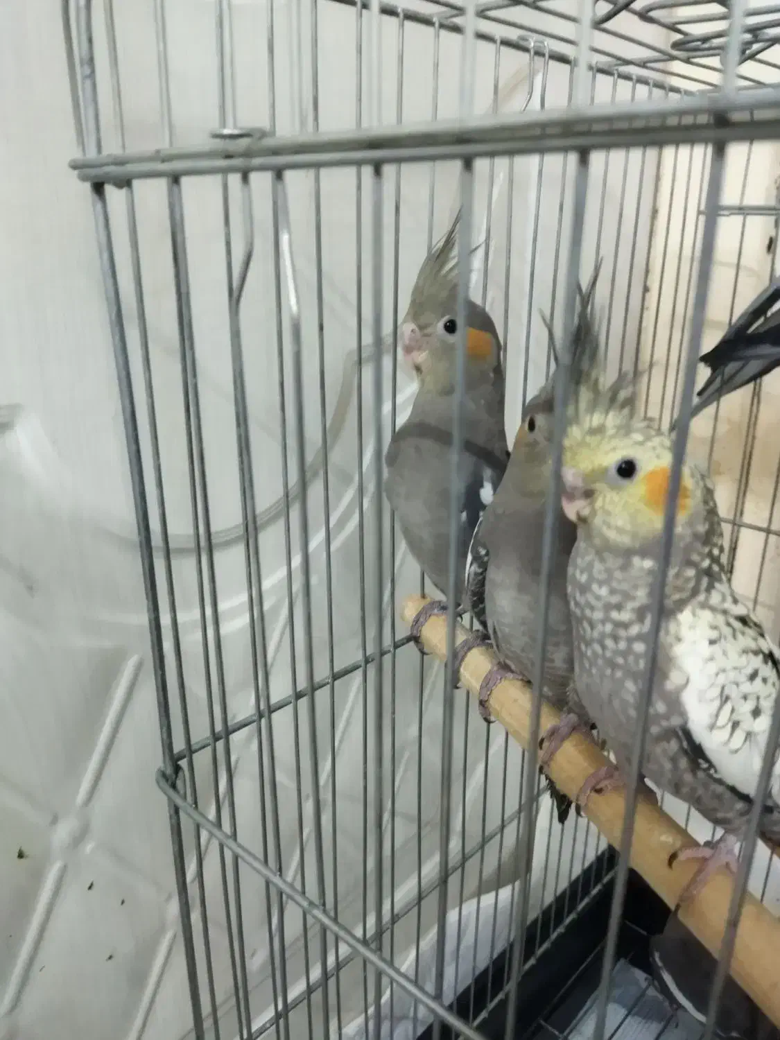 عروس هلندی|پرنده|باقرشهر, |دیوار