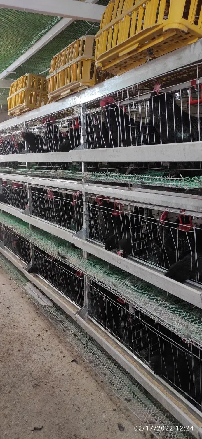 تخم نطفه دار مرندی اصل|حیوانات مزرعه|همدان, |دیوار