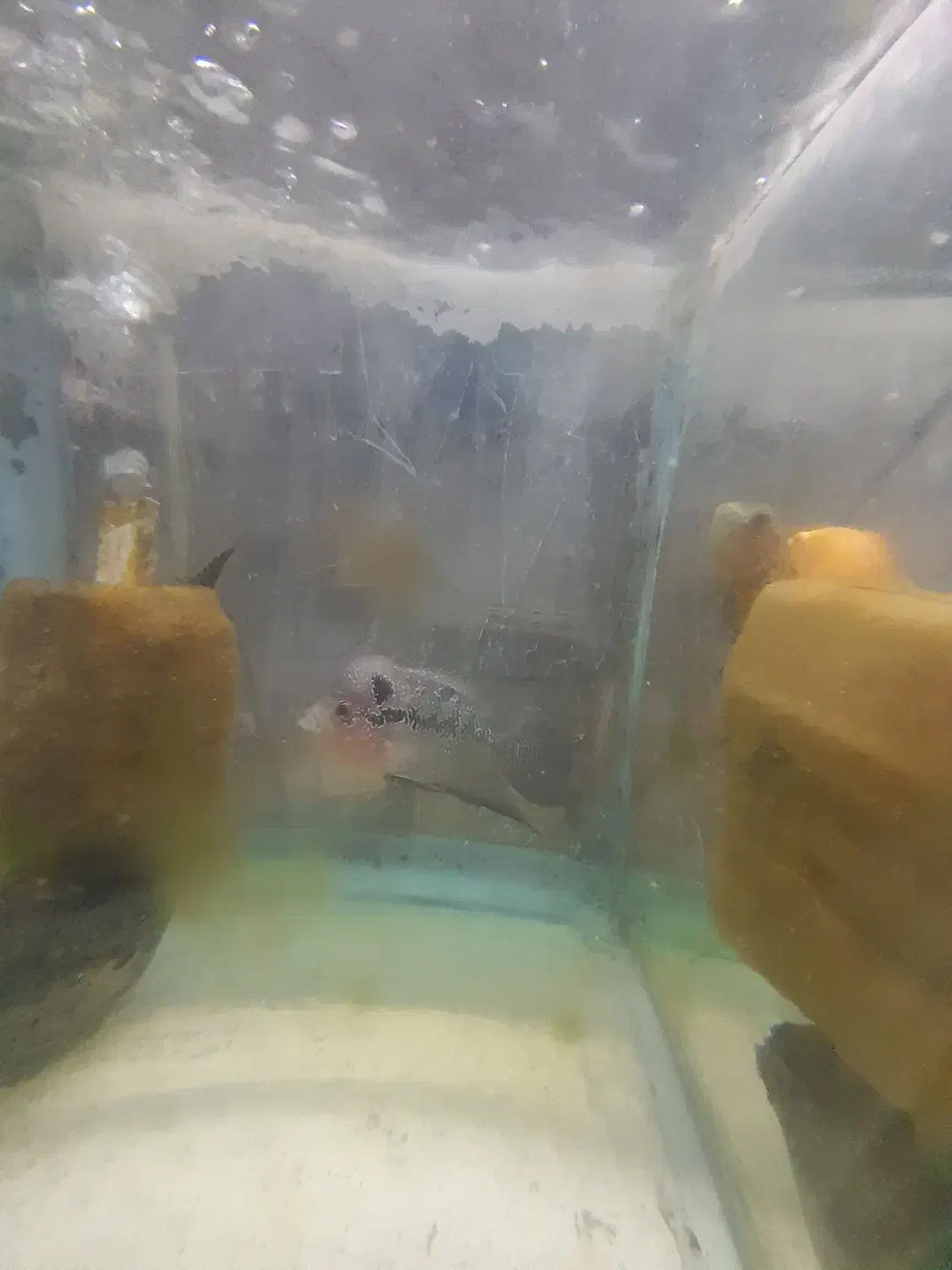 ماهی|ماهی|محمدشهر, جعفرآباد|دیوار