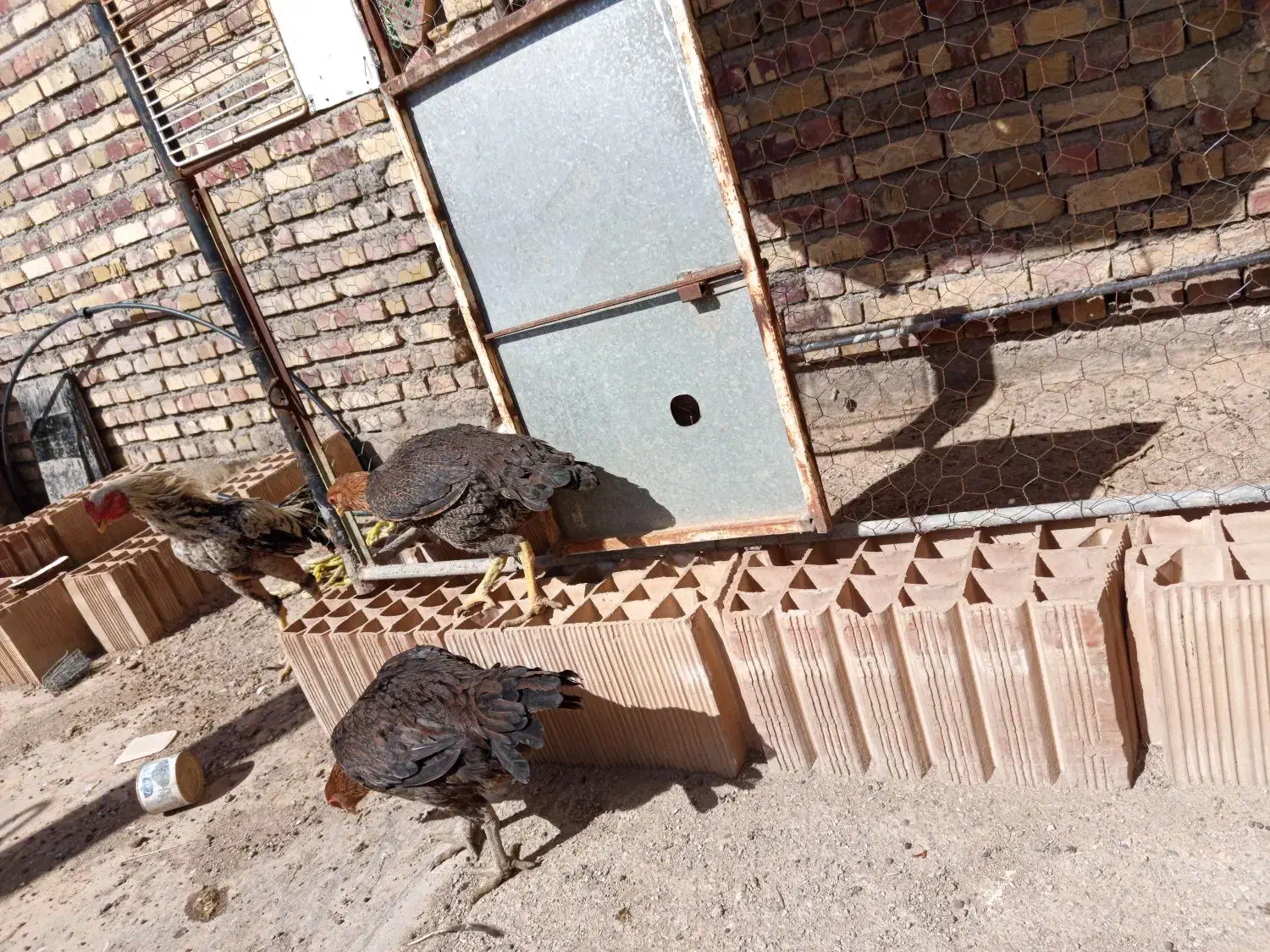 مرغ لاری دانگ بالا|حیوانات مزرعه|تربت جام, بوستان وحدت|دیوار