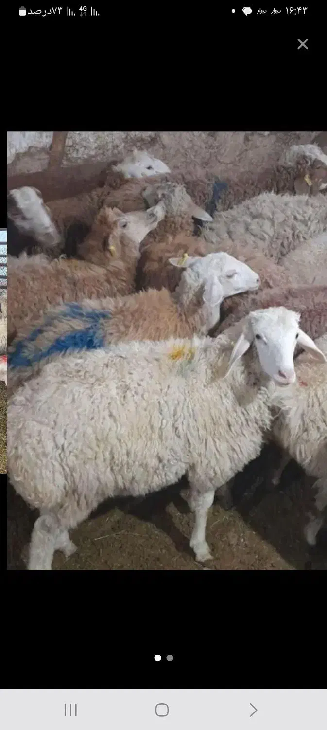 بز کوه (زیر نظردامپزشکی کرمانشاه) گوسفند|حیوانات مزرعه|کرمانشاه, |دیوار