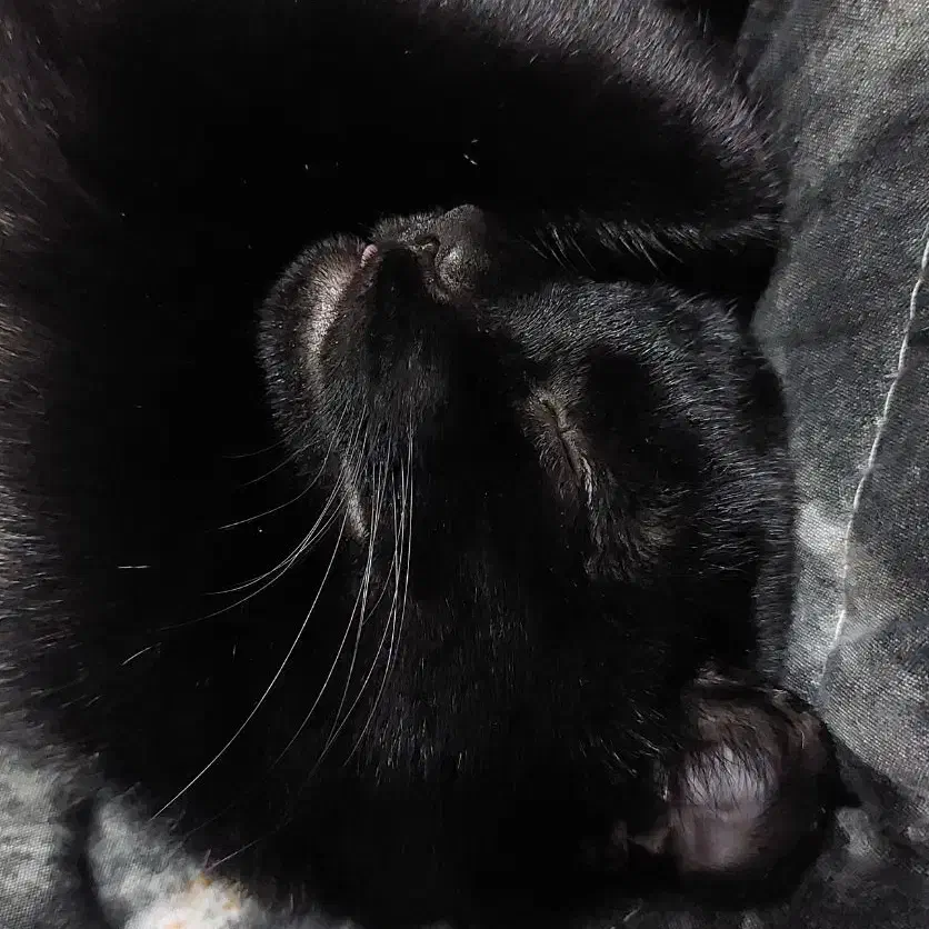 واگذاری شدو 5 ماهه|گربه|تهران, ونک|دیوار