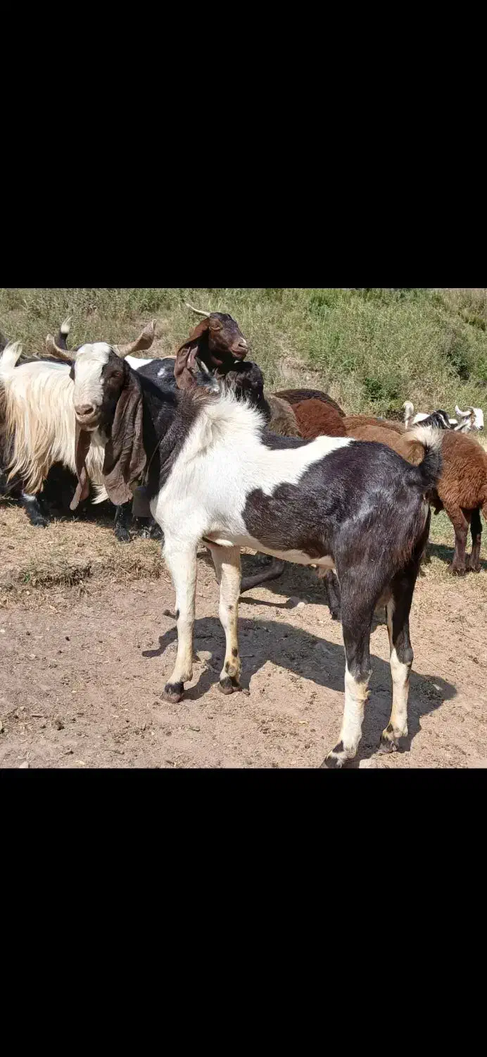 نر بز پاکستانی ۳۰|حیوانات مزرعه|میانه, |دیوار