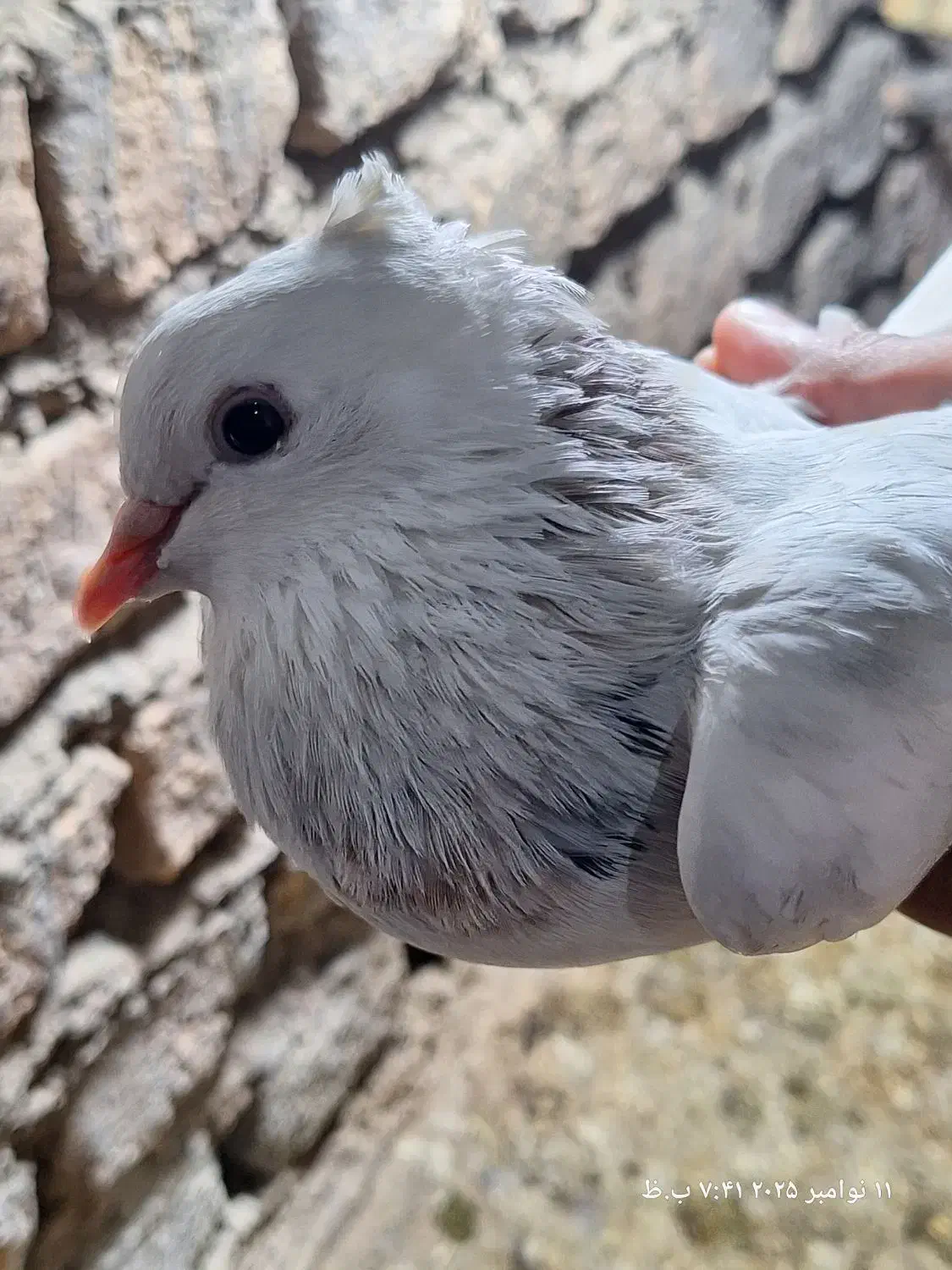 2عدد کبوتر تضمینی نر و ماده|پرنده|خان ببین, |دیوار