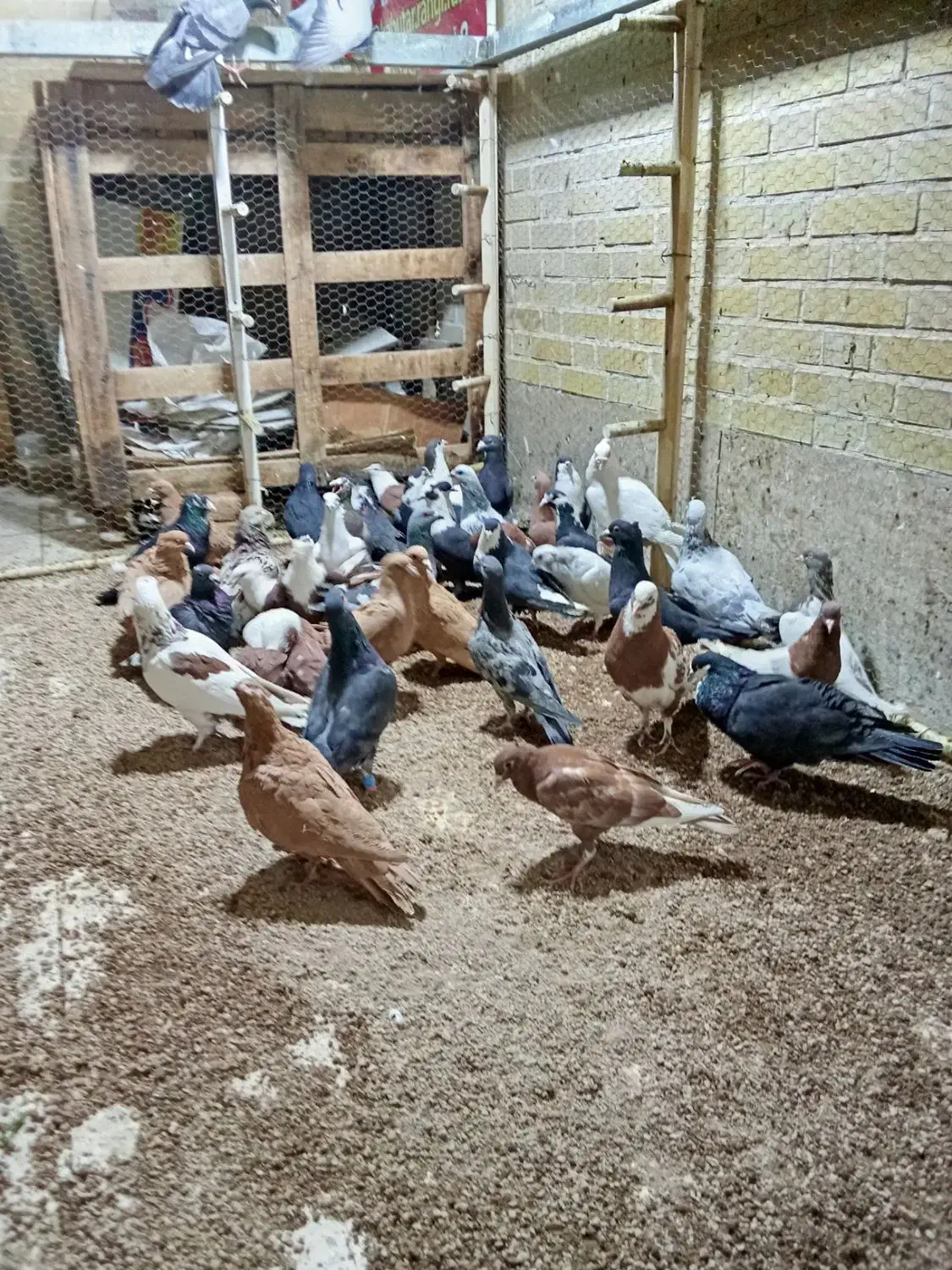 بارجدیدرسید|پرنده|اردکان, |دیوار