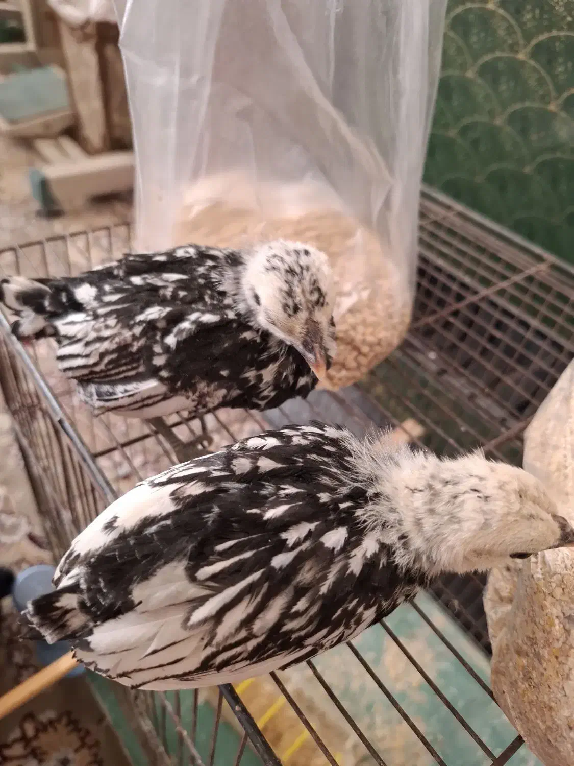 دوتا جوجه سبرایت|حیوانات مزرعه|اردکان, |دیوار