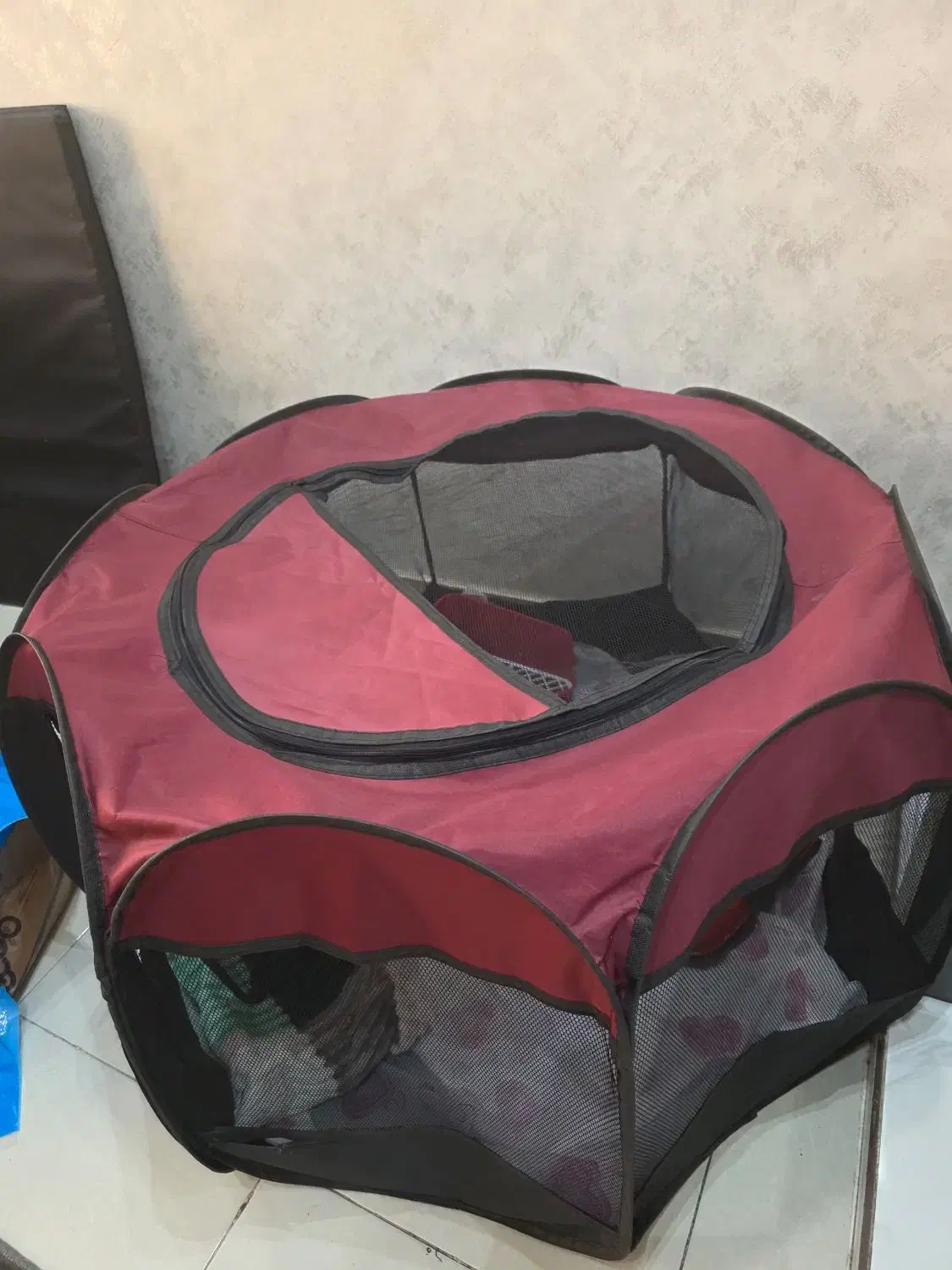 یک جفت خرگوش خانگی با مزه|موش و خرگوش|شیراز, لاله|دیوار