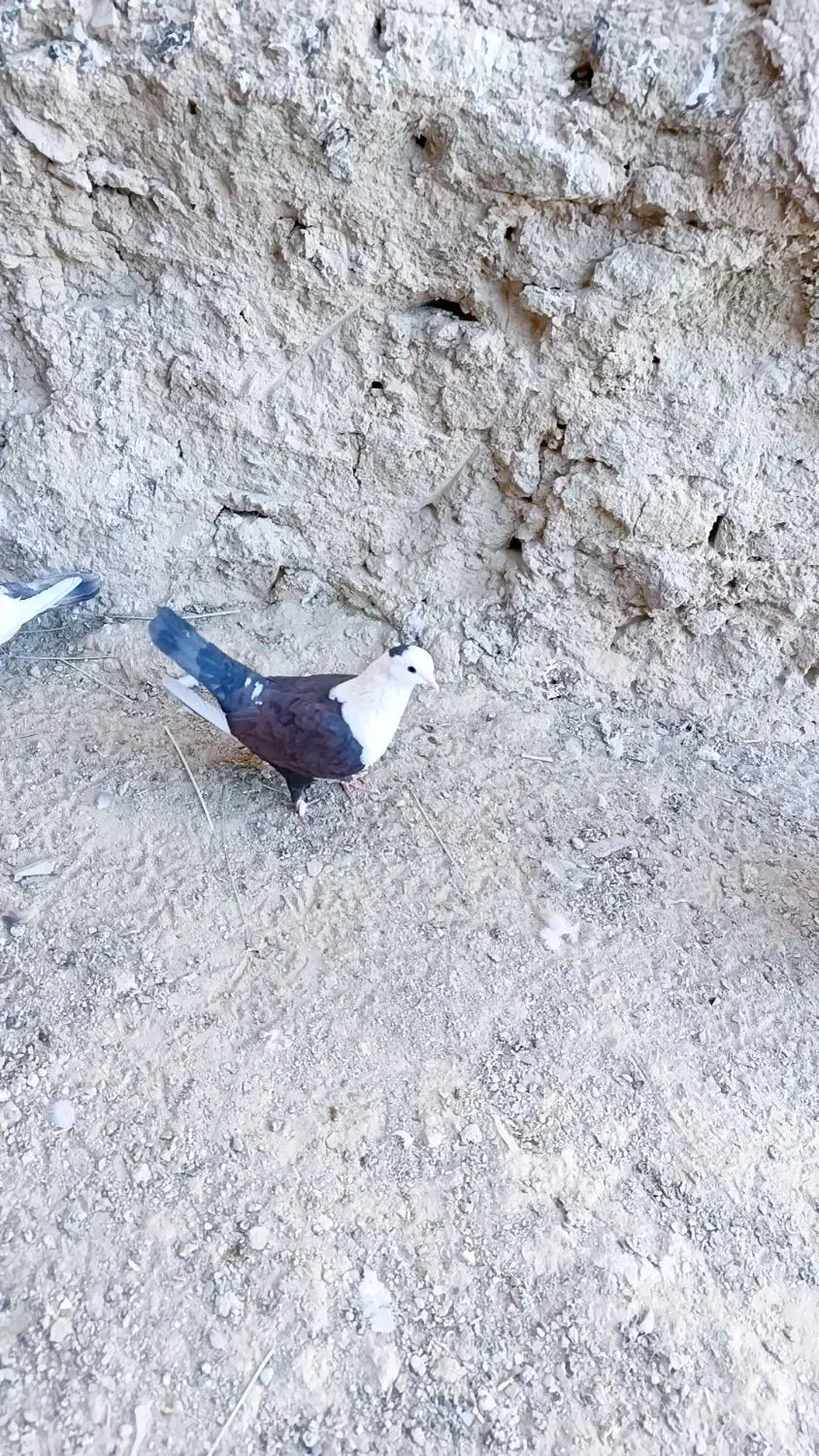 کربلایی ، طوقی، سینه ای، زاغ|پرنده|سراوان, |دیوار