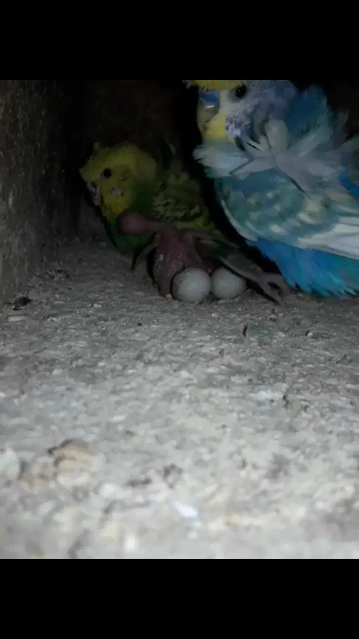 مرغ عشق پروانه ای دوگل رنگین کمانی با جوجه سرلاکی|پرنده|قائم‌شهر, |دیوار