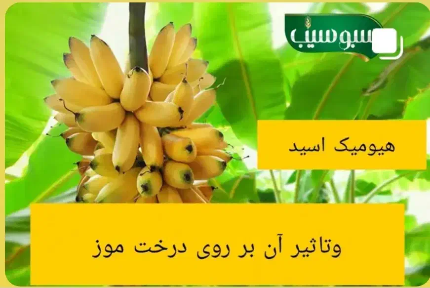 کودمایع سبوسیب|خدمات باغبانی و درختکاری|گنبد کاووس, |دیوار