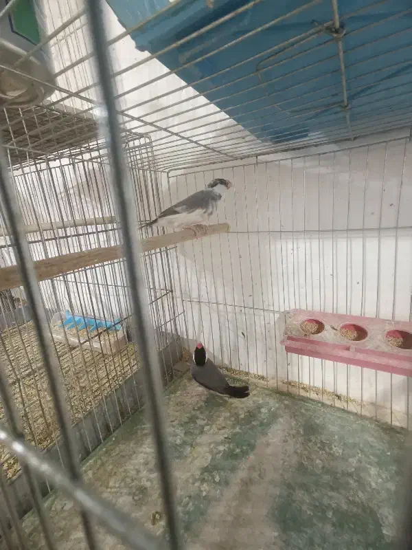 فنج نرگسی|پرنده|مهریز, |دیوار