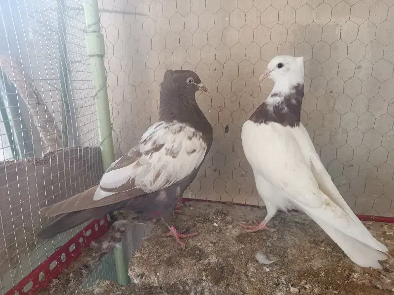 طوقی سیاه ماده جونه طوقی سرخ جونه سینه|پرنده|طبس, |دیوار