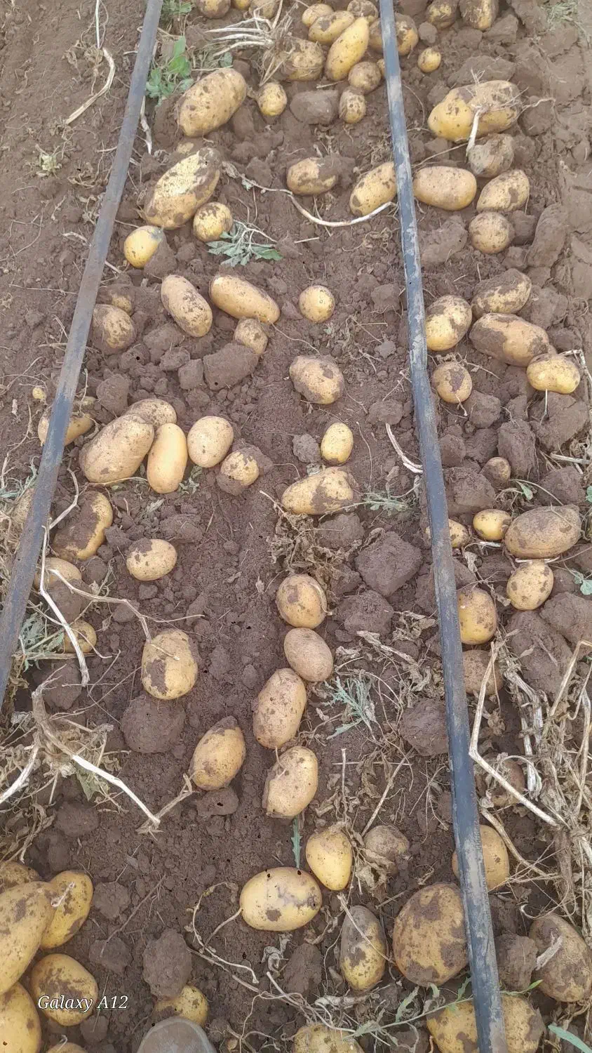 زمین کشاورزی جاده حور|فروش زمین و ملک کلنگی|ویلکیج, |دیوار