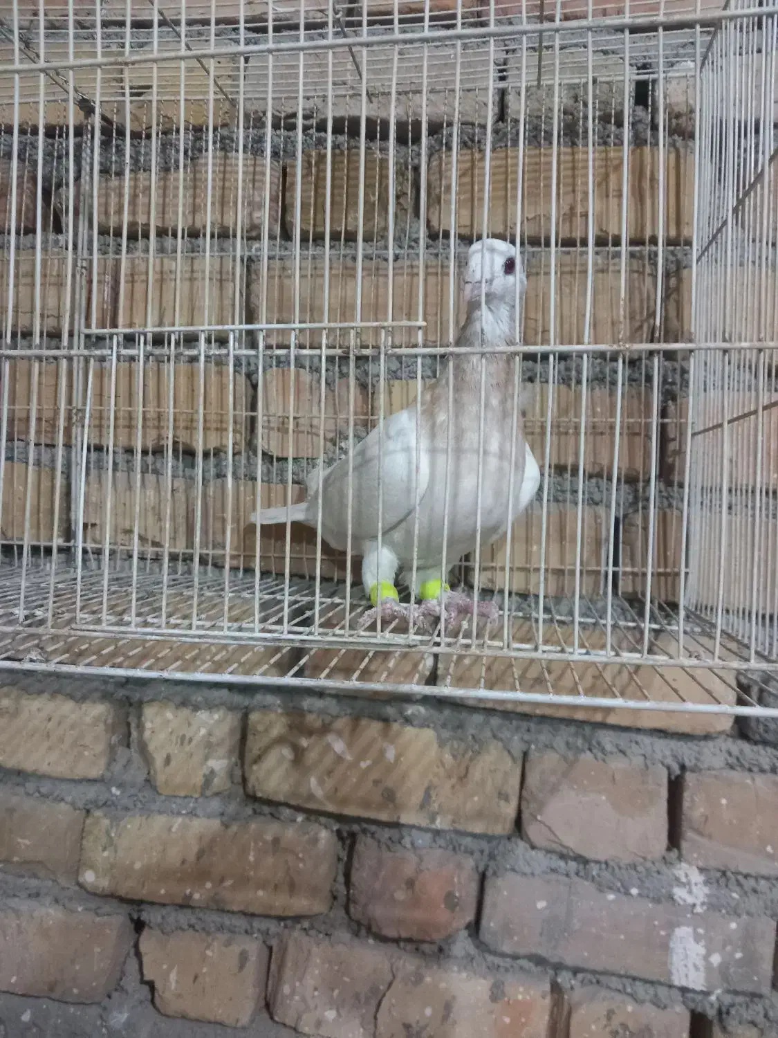 کفتر|پرنده|قوچان, |دیوار