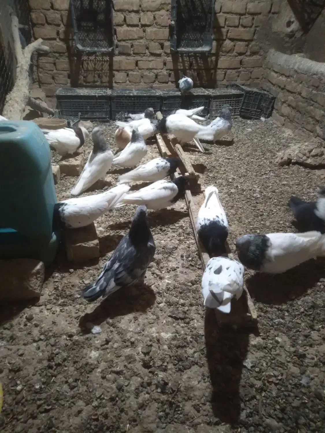 کله کاکلی|پرنده|ملکآباد, |دیوار