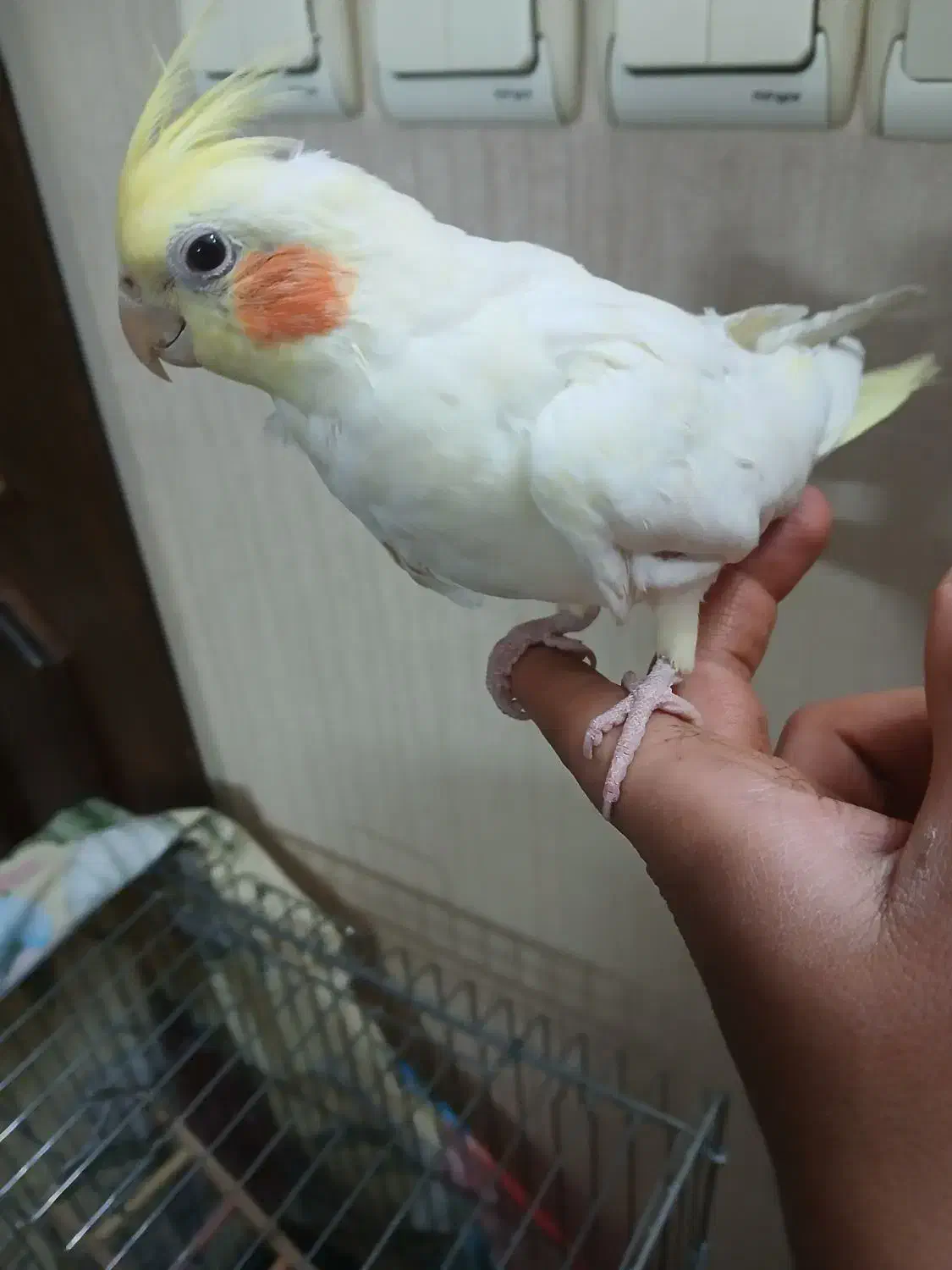 عروس هلندی|پرنده|قزوین, |دیوار