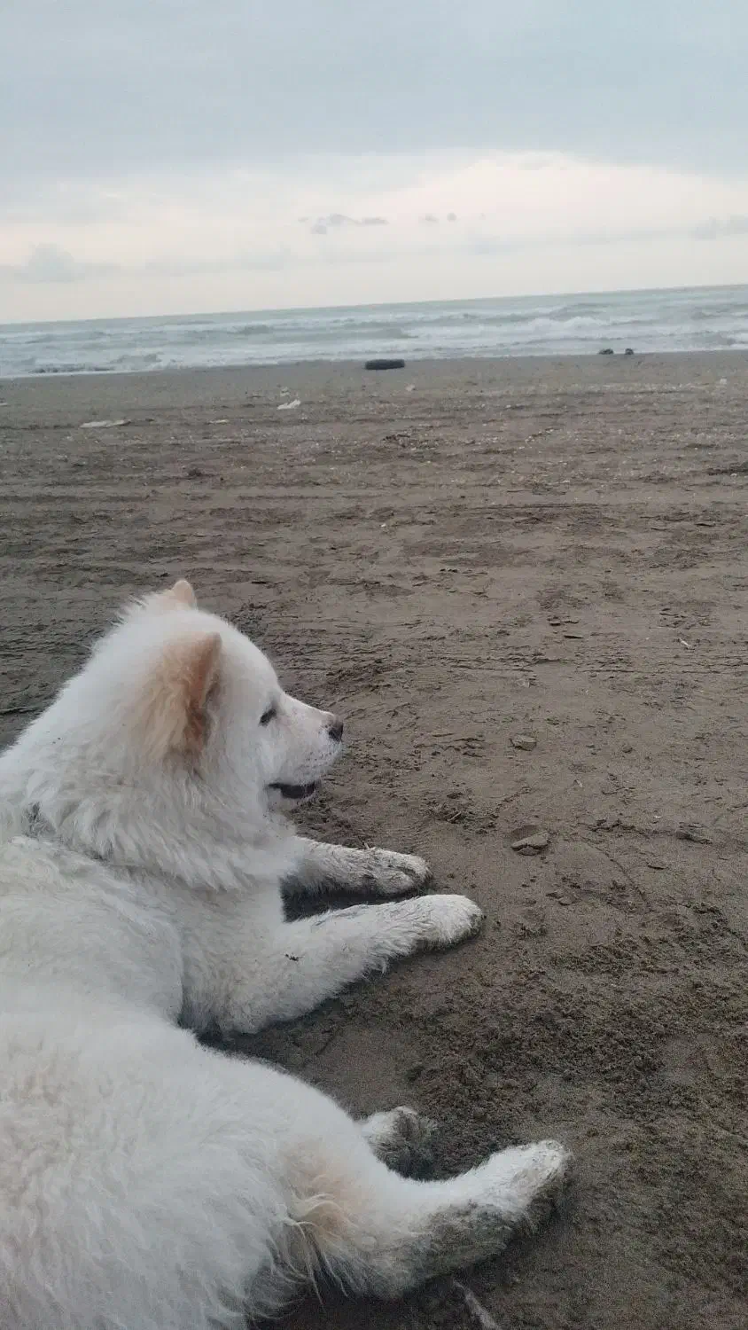 واگذاری چاوچاو 8ماه واکسینه شده|سگ|قدس, شهرقدس|دیوار